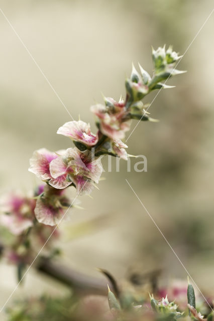 Stekend loogkruid (Salsola kali subsp. kali)