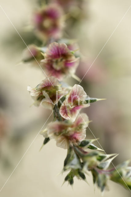 Stekend loogkruid (Salsola kali subsp. kali)