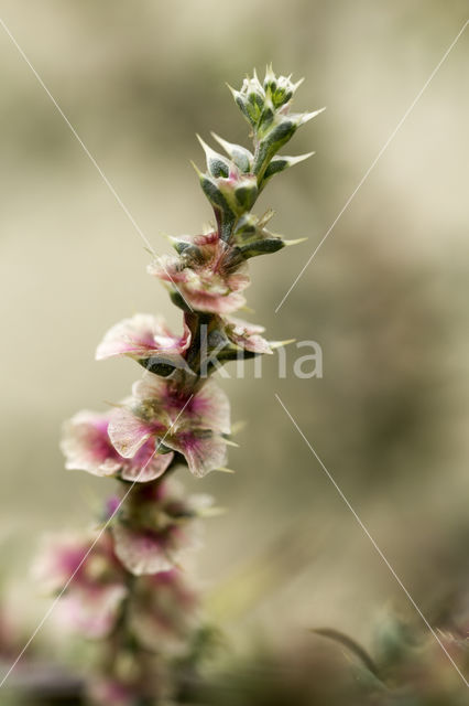 Stekend loogkruid (Salsola kali subsp. kali)