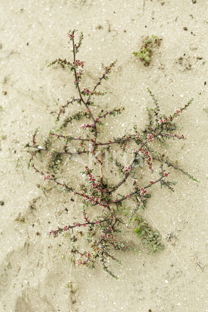 Prickly Saltwort (Salsola kali subsp. kali)