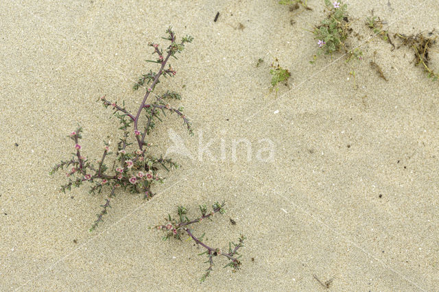 Stekend loogkruid (Salsola kali subsp. kali)