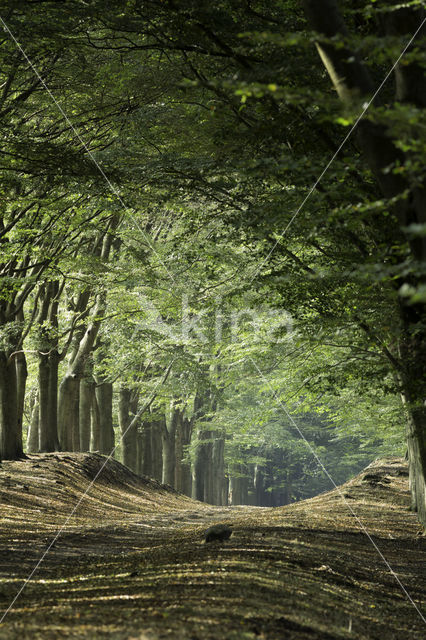 Beech (Fagus sylvatica)