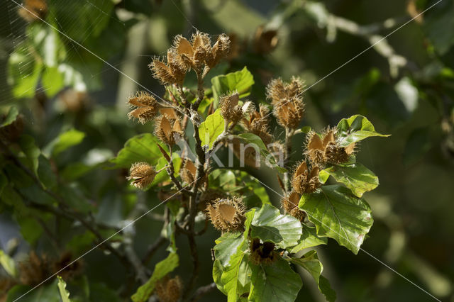 Beuk (Fagus sylvatica)