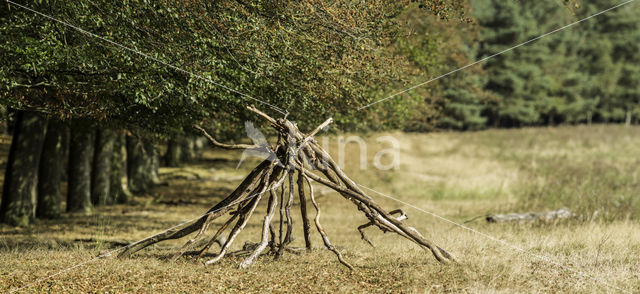 Beuk (Fagus sylvatica)