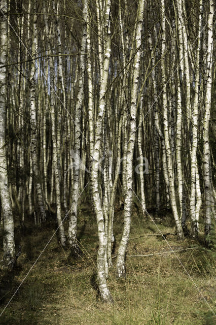 Birch (Betula)