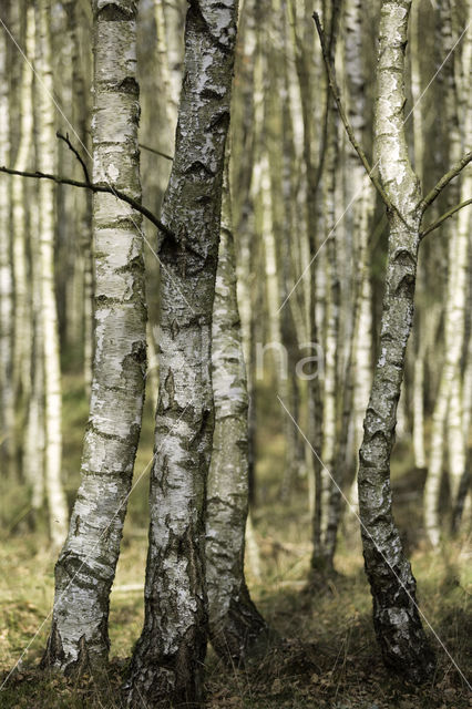 Berk (Betula)