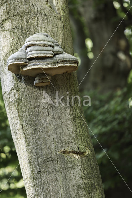 Beuk (Fagus sylvatica)