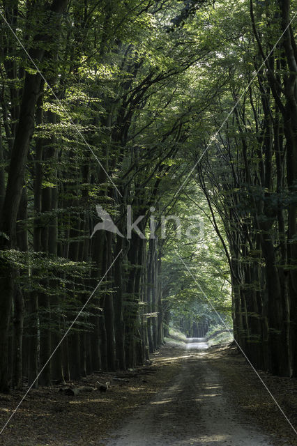 Beech (Fagus sylvatica)