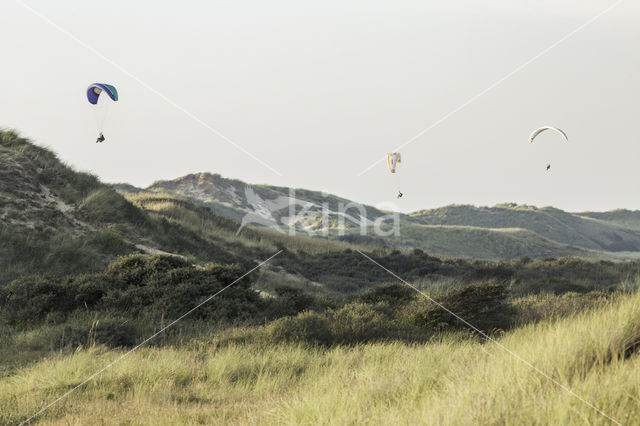 Marram (Ammophila arenaria)