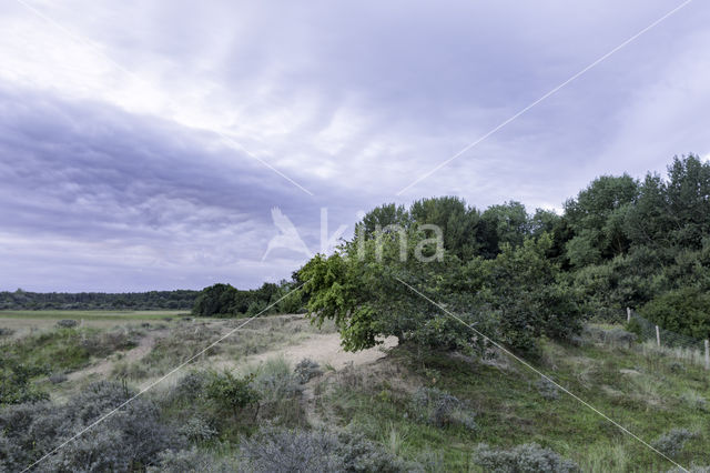 Lijsterbes (Sorbus)