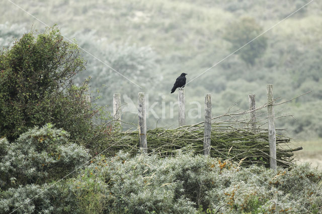 Zwarte Kraai (Corvus corone)