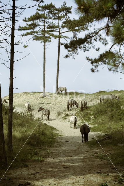 Konik horse (Equus spp)