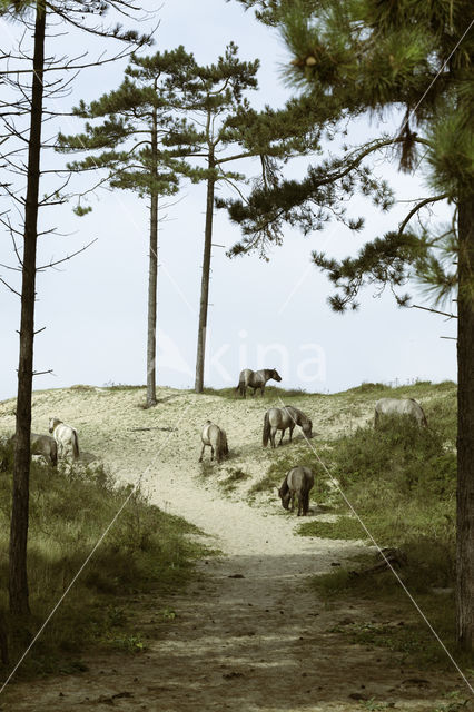 Konik horse (Equus spp)