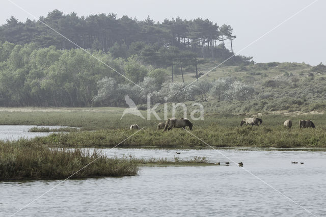 Konik horse (Equus spp)