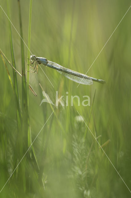 Azuurwaterjuffer (Coenagrion puella)