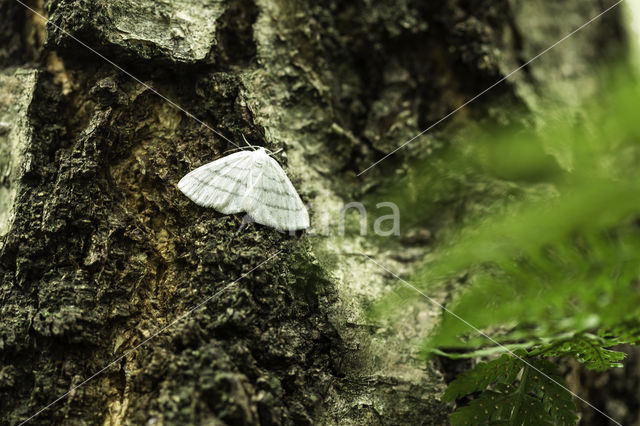 Witte grijsbandpanner (Cabera pusaria)