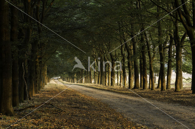 Beech (Fagus sylvatica)