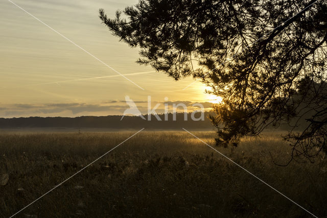 Purple Moor-grass (Molinia caerulea)