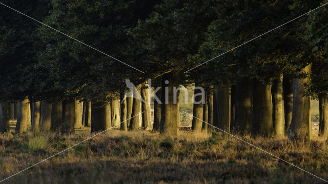 Beuk (Fagus sylvatica)