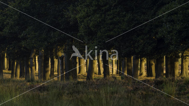 Beuk (Fagus sylvatica)