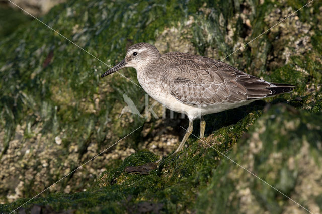 Red Knot (Calidris canutus)