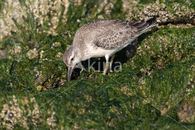 Red Knot (Calidris canutus)