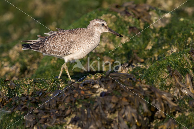 Red Knot (Calidris canutus)