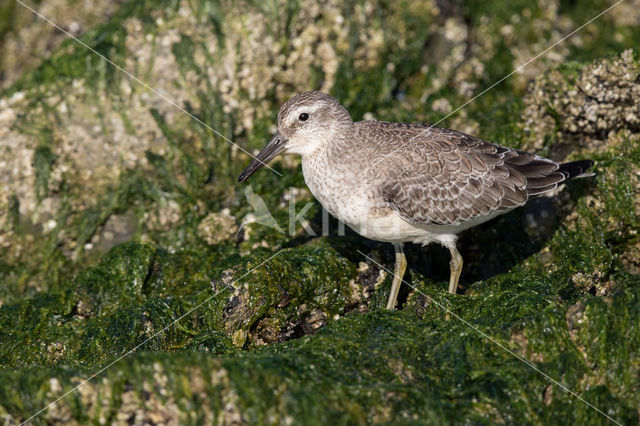 Red Knot (Calidris canutus)