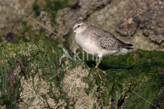 Red Knot (Calidris canutus)