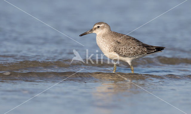 Red Knot (Calidris canutus)