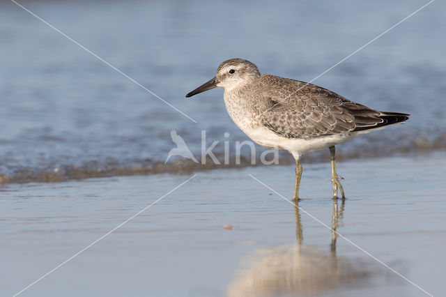 Kanoetstrandloper (Calidris canutus)