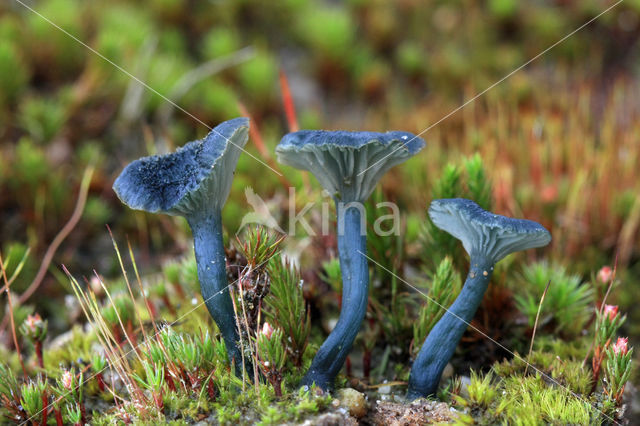 Blauwgroen trechtertje (Omphalina chlorocyanea)