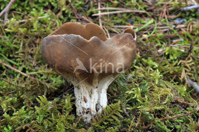 Vinegar cup (Helvella acetabulum)