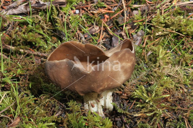 Vinegar cup (Helvella acetabulum)