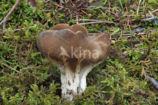 Bokaalkluifzwam (Helvella acetabulum)