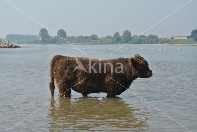 Galloway Cow (Bos domesticus)