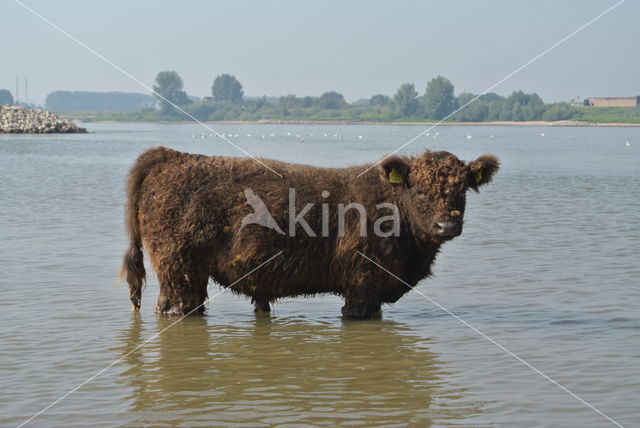 Galloway Cow (Bos domesticus)