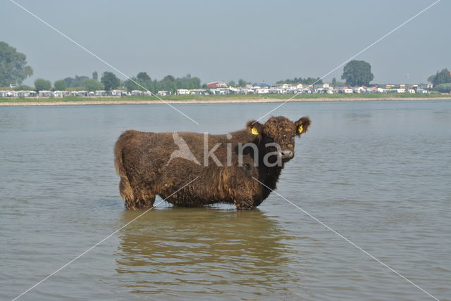 Galloway Koe (Bos domesticus)