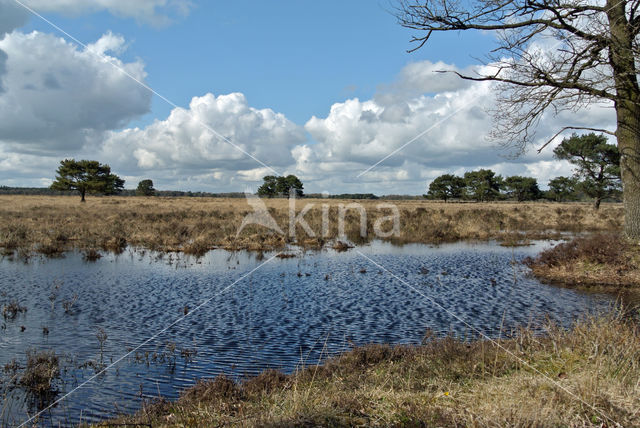 National Park Drents-Friese Wold