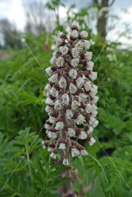 Groot hoefblad (Petasites hybridus)