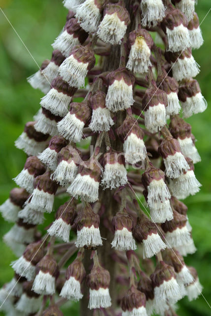 Groot hoefblad (Petasites hybridus)