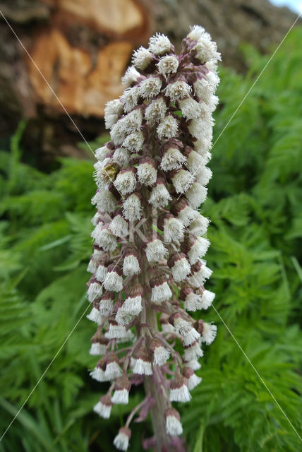 Groot hoefblad (Petasites hybridus)