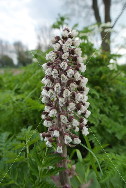 Groot hoefblad (Petasites hybridus)