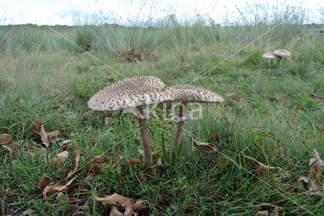 Grote parasolzwam (Macrolepiota procera)