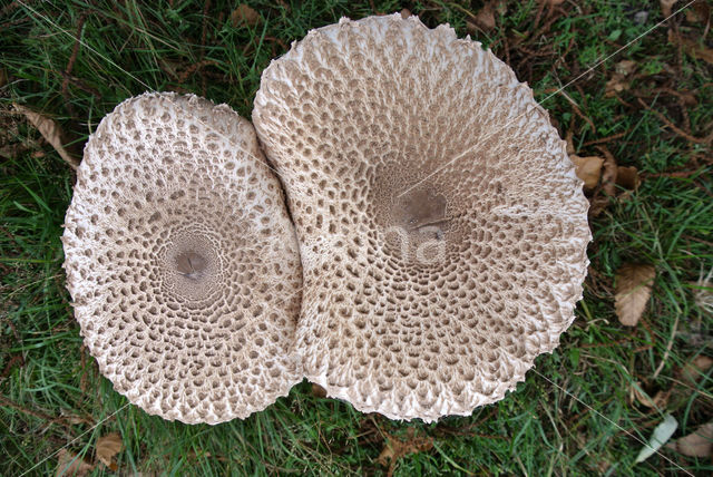 Grote parasolzwam (Macrolepiota procera)