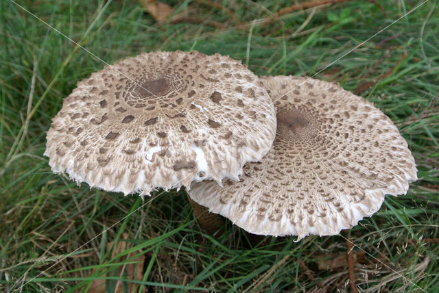 Grote parasolzwam (Macrolepiota procera)