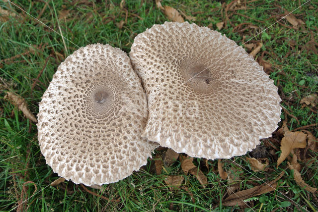 Grote parasolzwam (Macrolepiota procera)