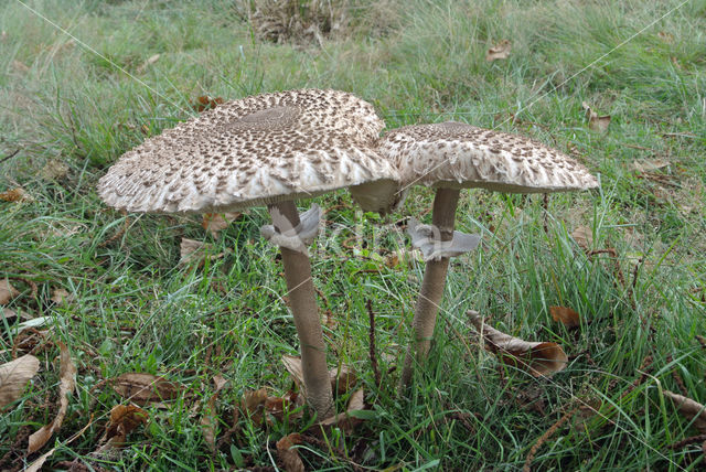 Grote parasolzwam (Macrolepiota procera)