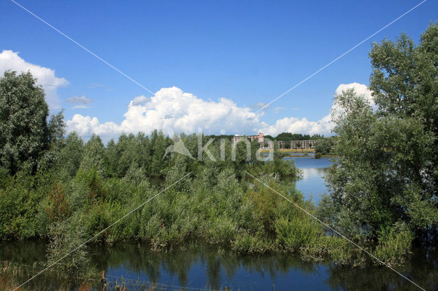 White Willow (Salix alba)