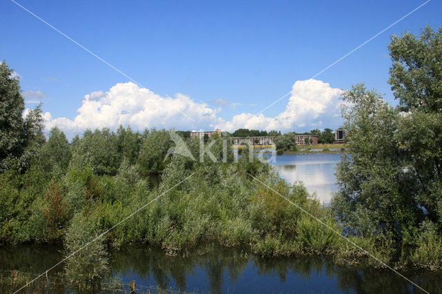 Schietwilg (Salix alba)